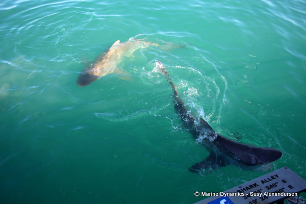 Bronze whaler shark
